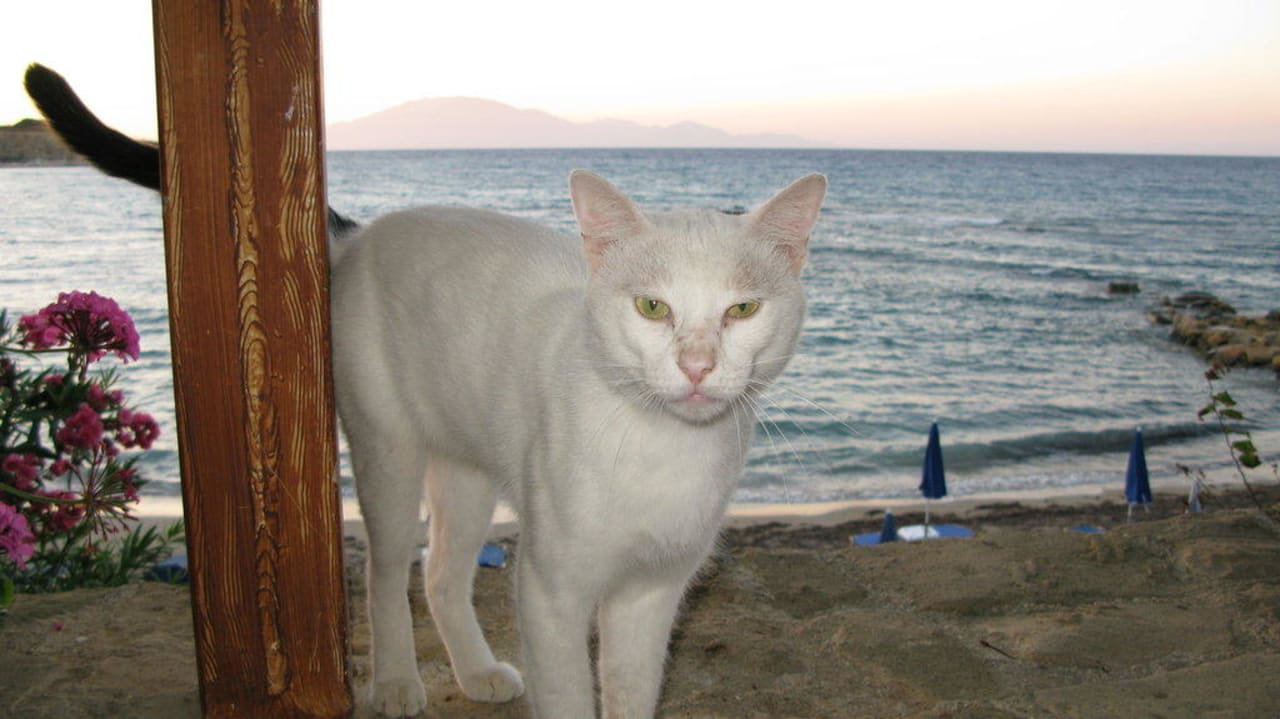 Die Hauskatze Alexandra Beach Resort & Spa