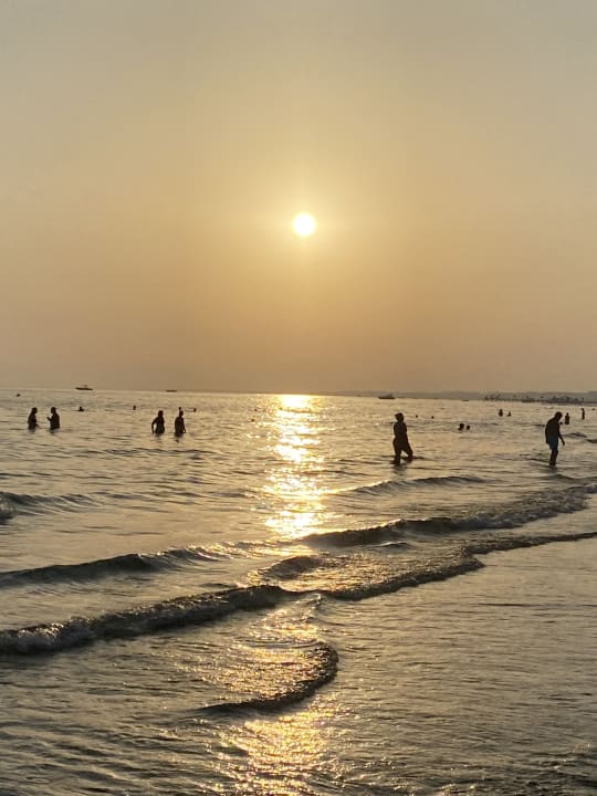 Strand Acanthus Cennet Barut Collection