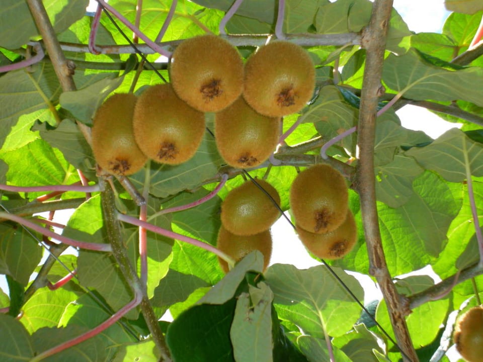 Kiwis als Schattenspender Baumgartner's Blumenhotel
