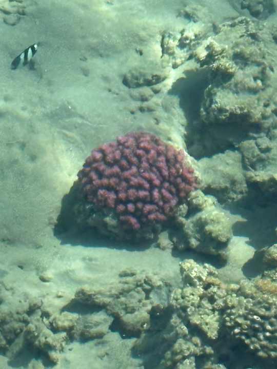 Strand Cleopatra Luxury Resort Makadi Bay