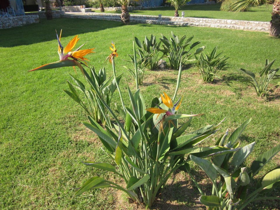 Blumen Eliros Mare