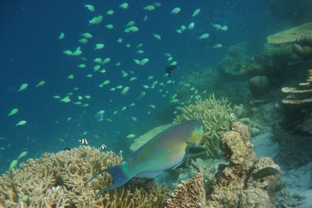 Unterwasserwelt Angaga Island Resort