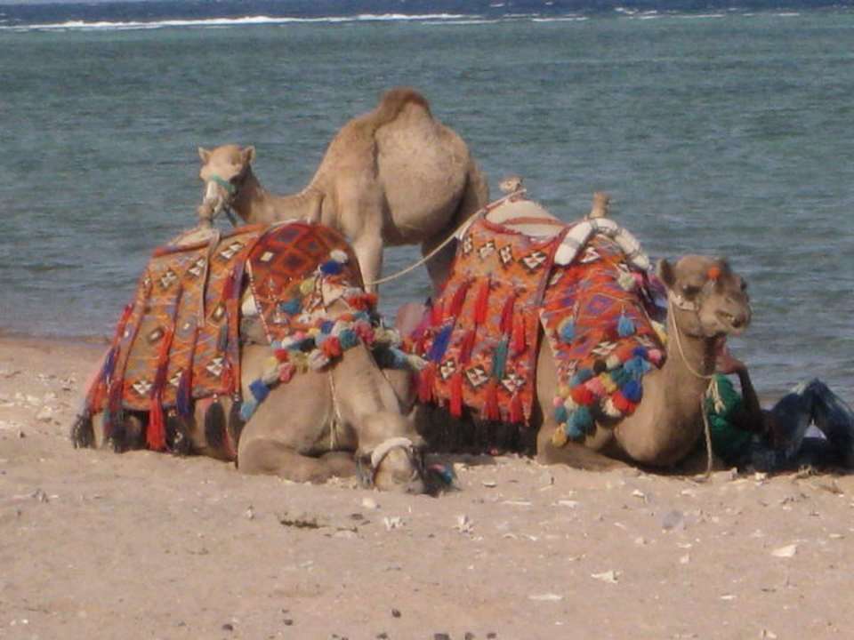 Reiten mit den Kamelen Pickalbatros Royal Moderna Resort-Sharm El Sheikh