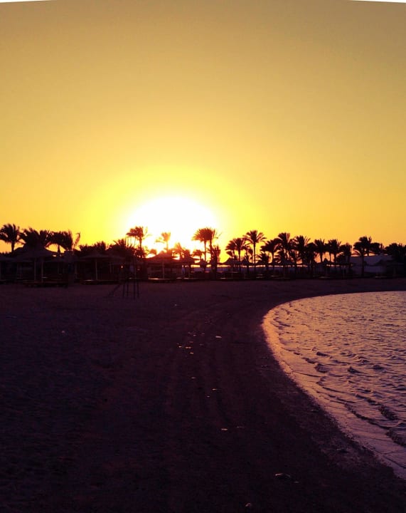 Sunset on the beach Desert Rose