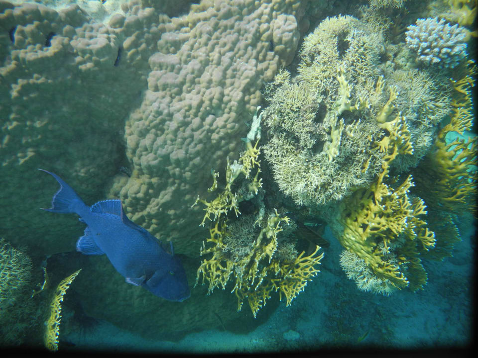 Blaustreifen Drückerfisch mit Feuerkoralle Swisstouch Oriental Resort Marsa Alam