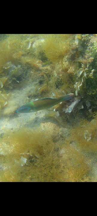 Strand Myrina Beach Hotel