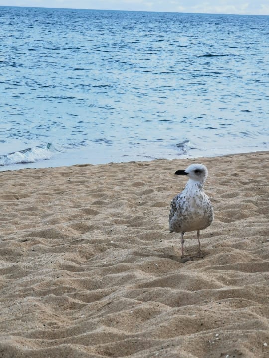Strand GRIFID Vistamar