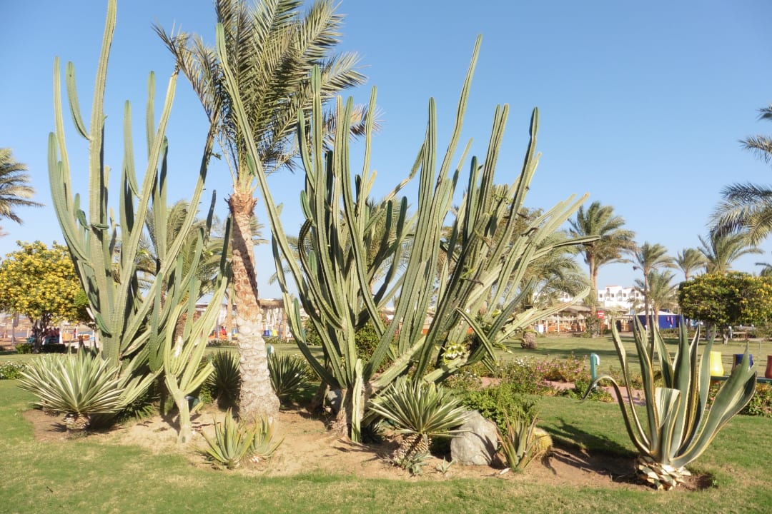 Gartenanlage Desert Rose