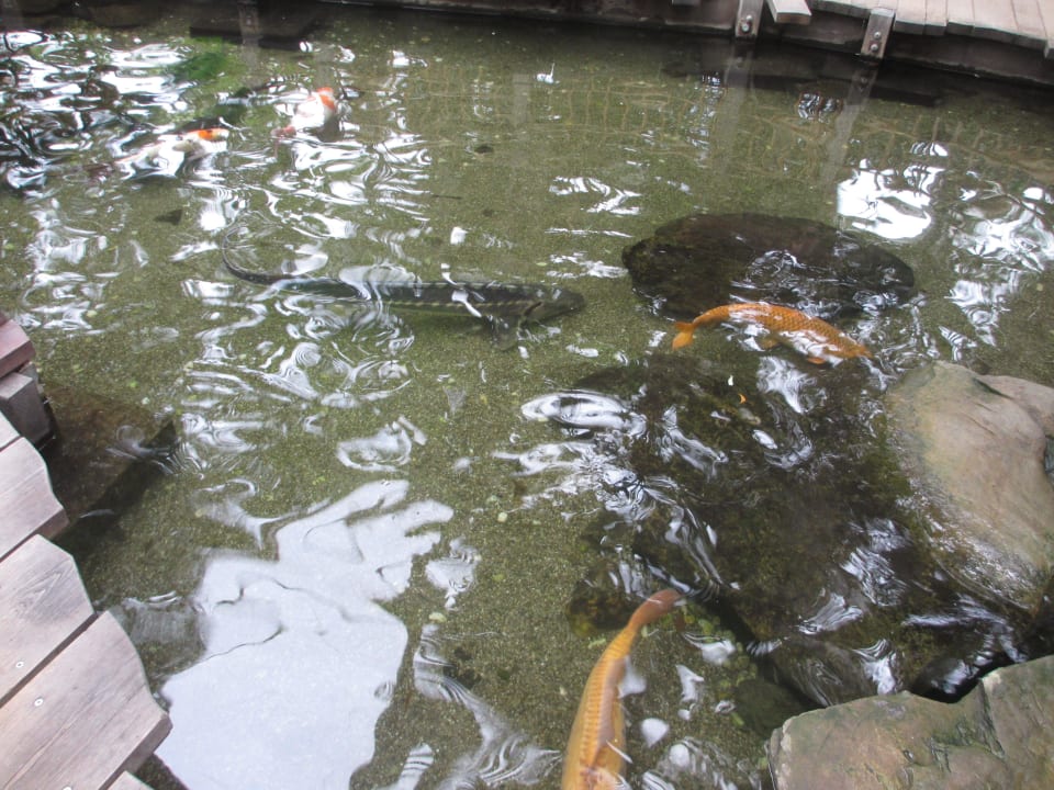 Zentrum Center Parcs De Kempervennen