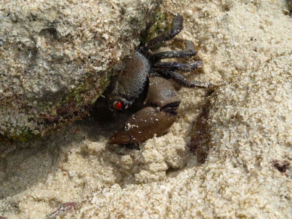 Rote augen Meeru Maldives Resort Island