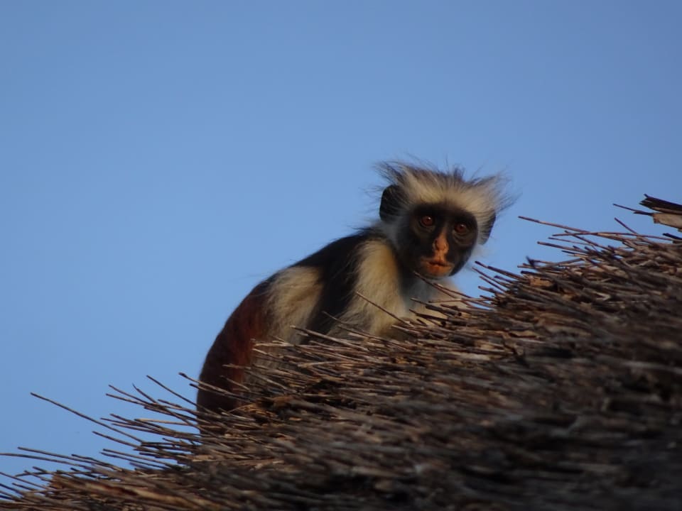 Sonstiges Karafuu Beach Resort & Spa