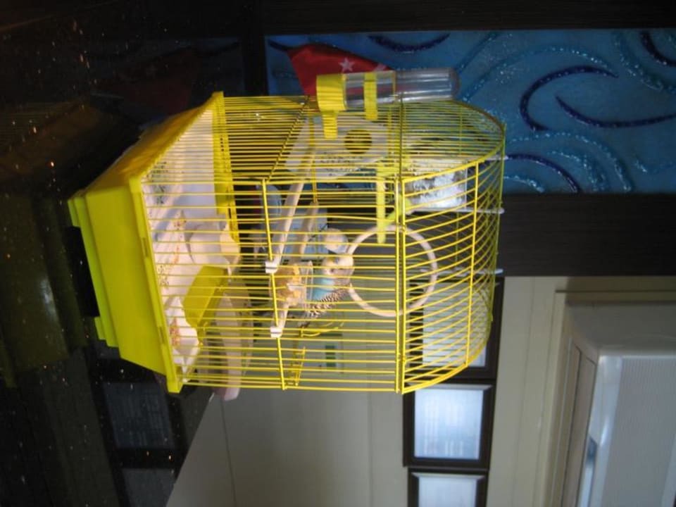 Parrot at reception Latanya Park Resort