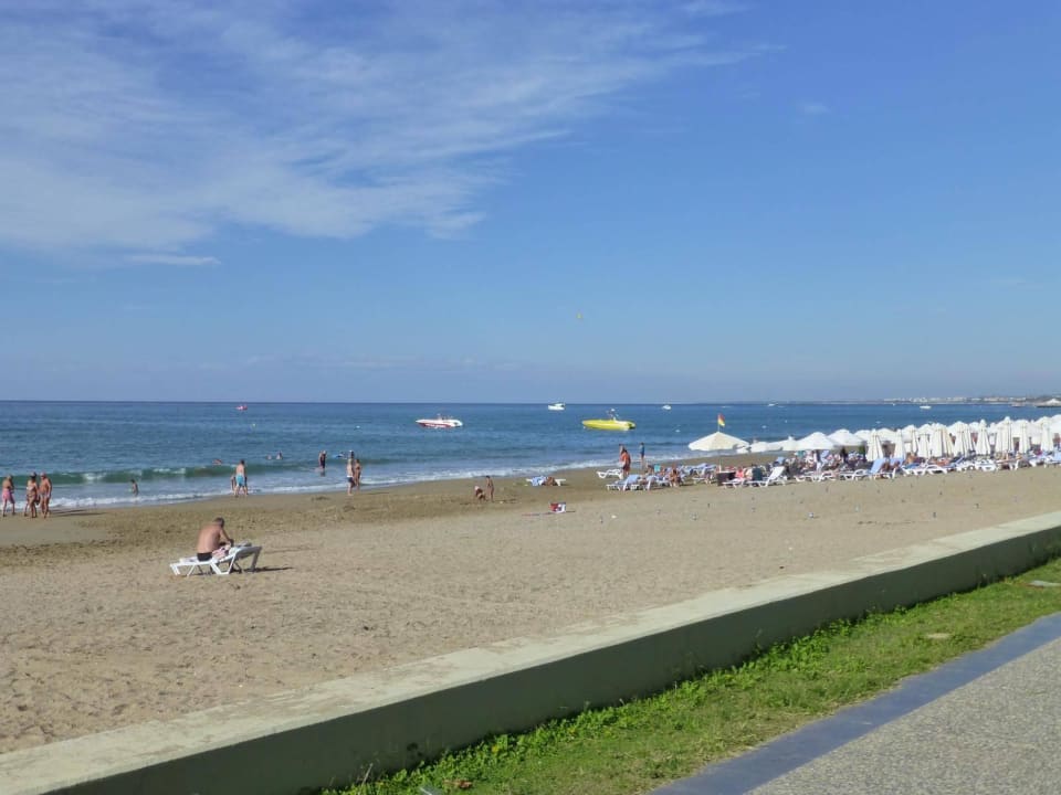 Strand Acanthus Cennet Barut Collection