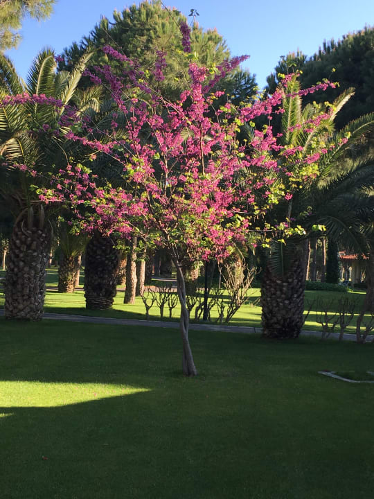 Gartenanlage Gloria Serenity Resort