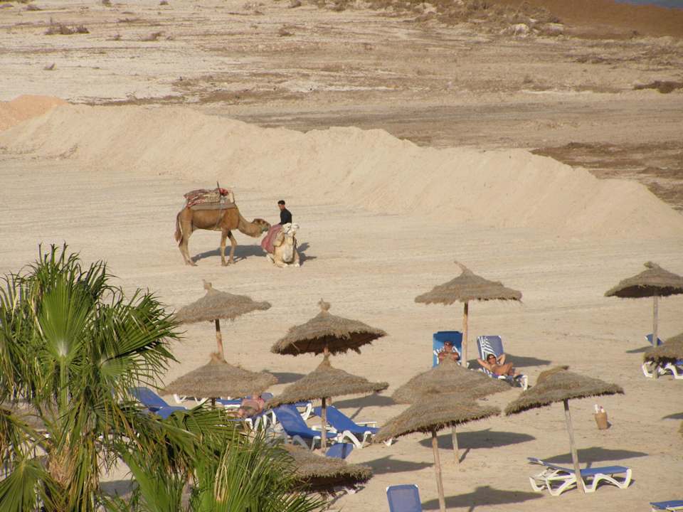 Der Strand und Algen Hotel Bravo Djerba