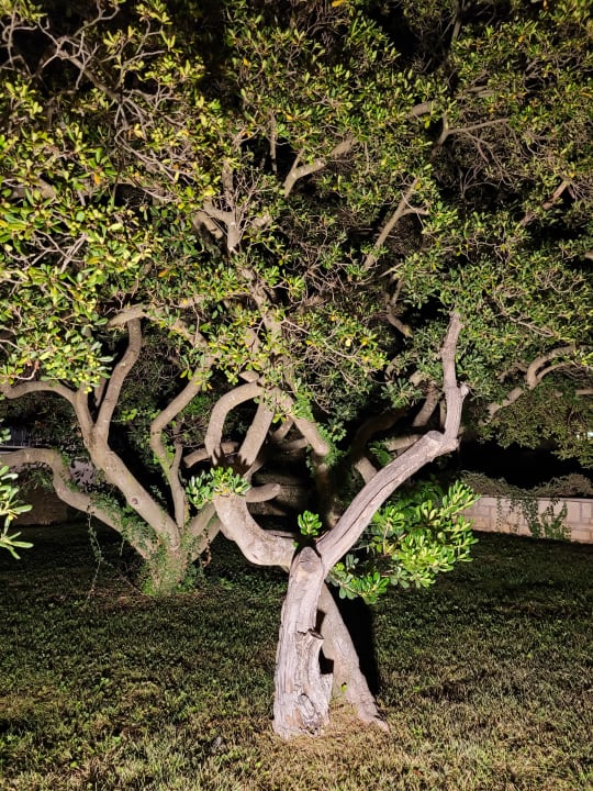 Gartenanlage Maistra Select Funtana All Inclusive Resort