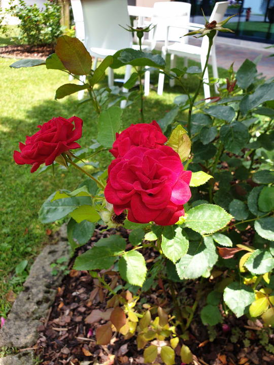 Gartenanlage Aparthotel Holiday