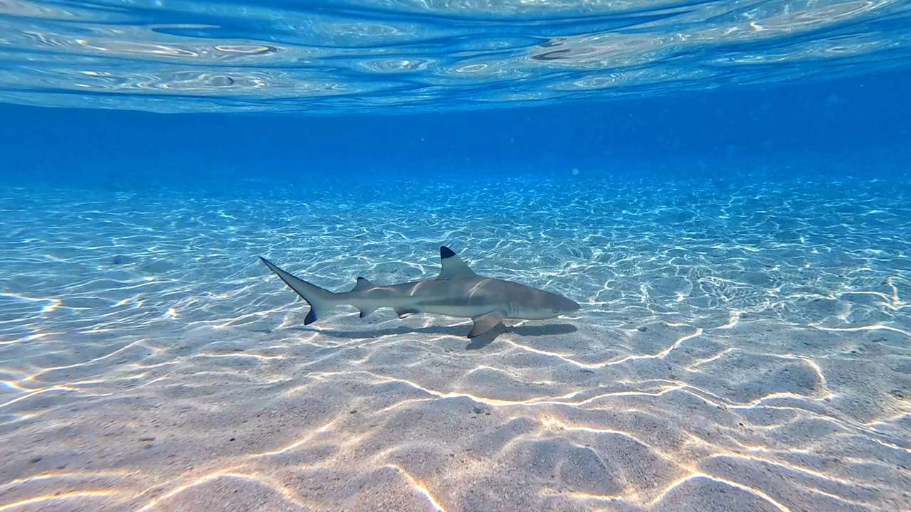 Sport & Freizeit Vilamendhoo Island Resort & Spa