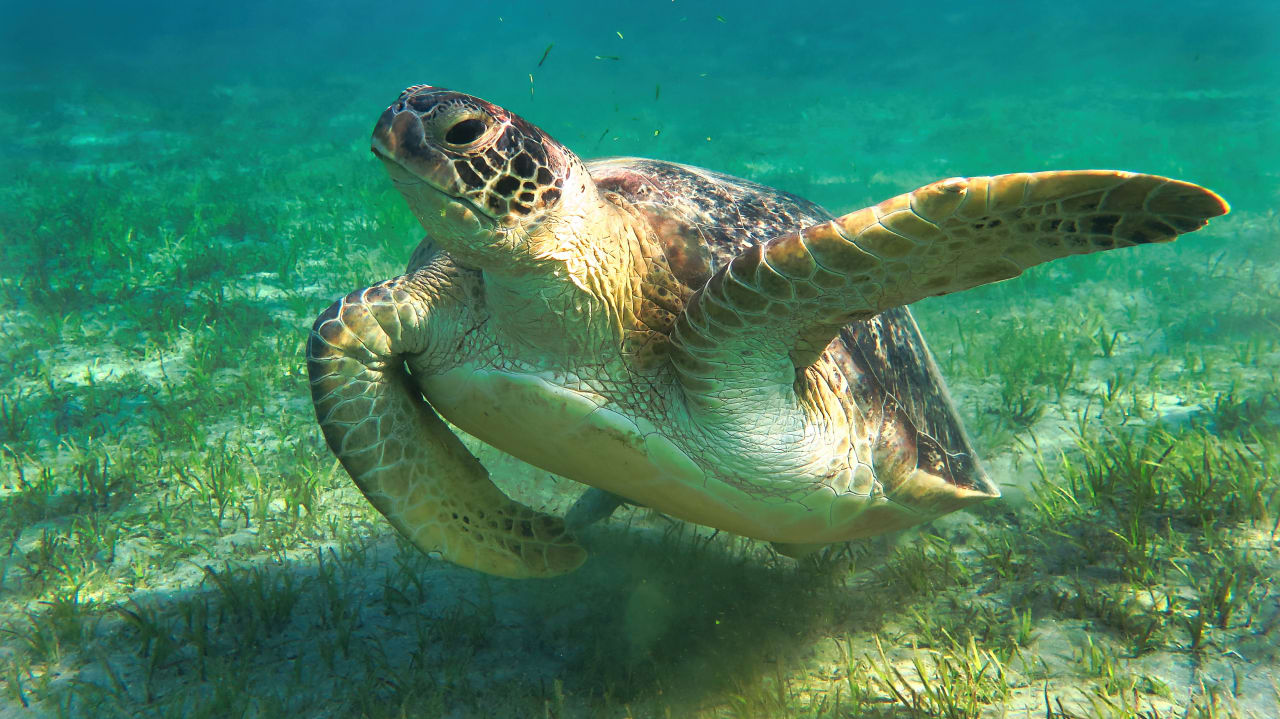 Sport & Freizeit Shams Alam Beach Resort