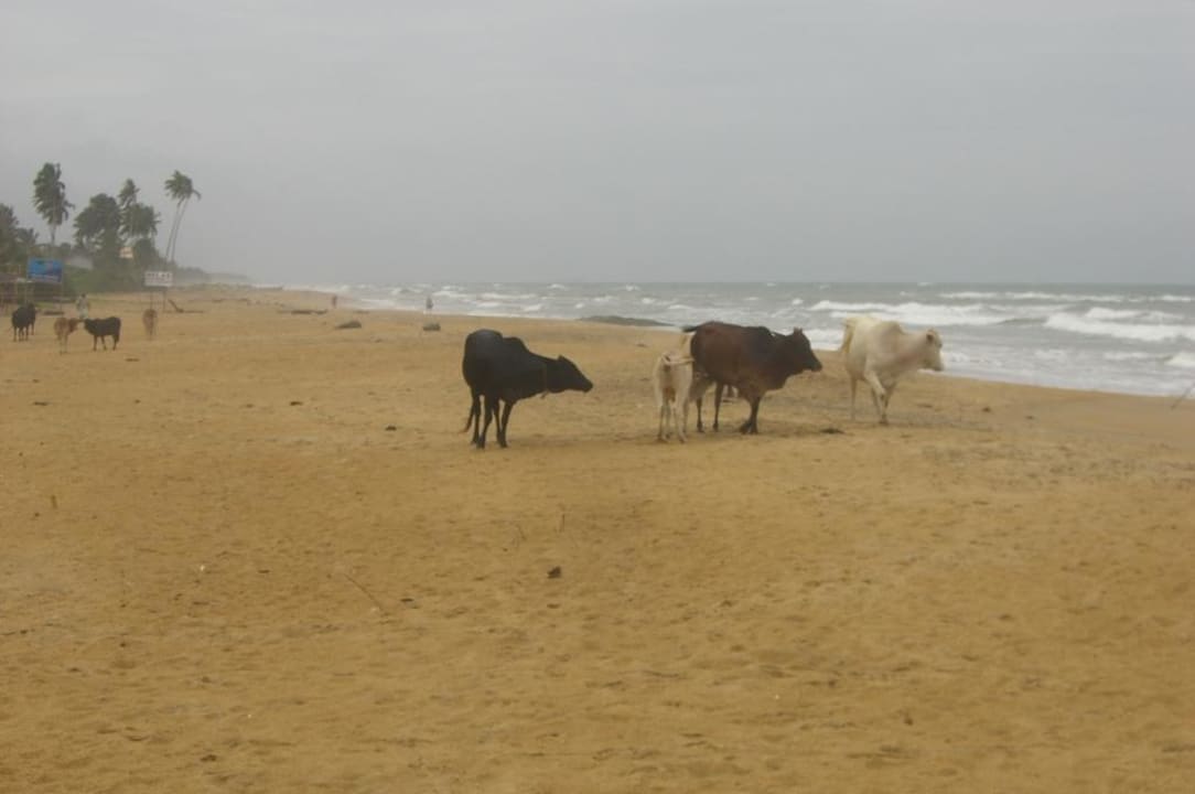 Rinder am Strand Tangerine Beach Hotel