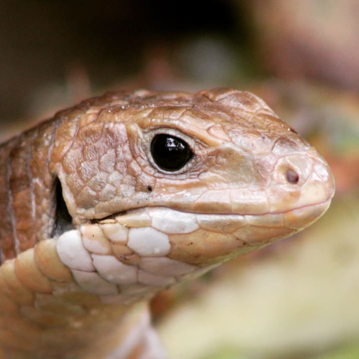 Gartenanlage Bahari Beach Hotel