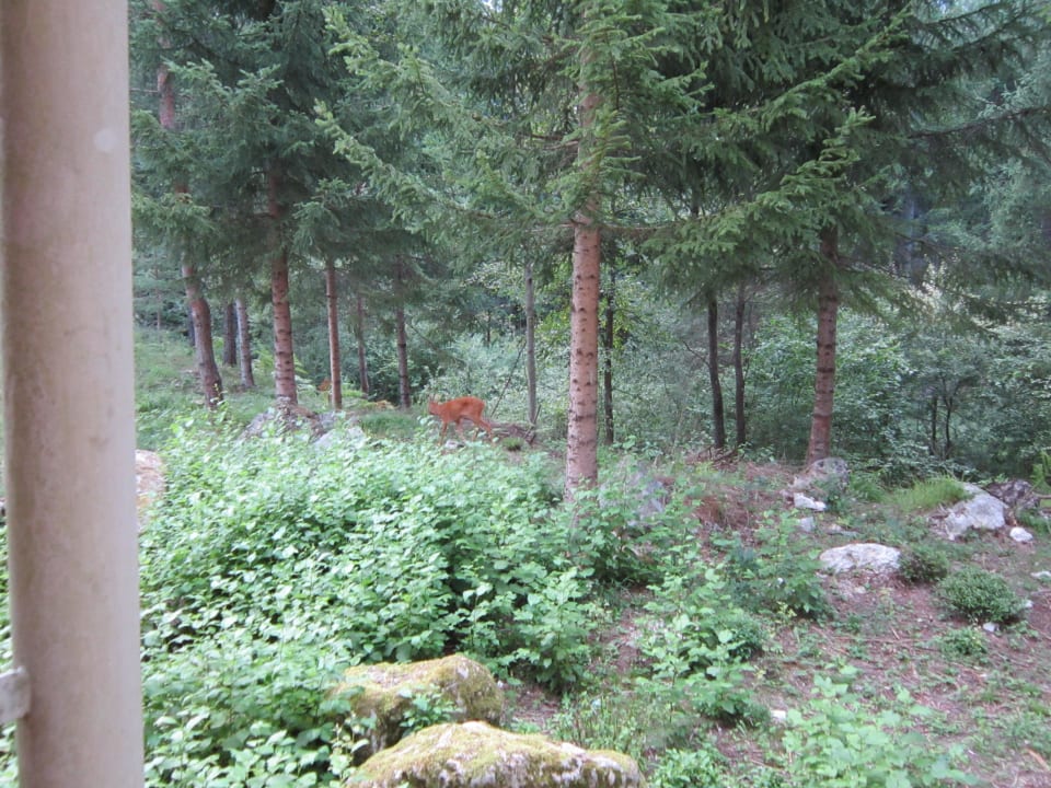 Ein Reh zu Besuch Hotel Südrast Dreiländereck