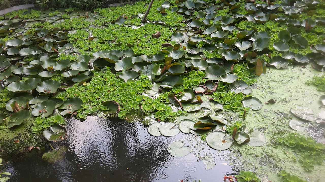 Gartenanlage Hotel The Cottage