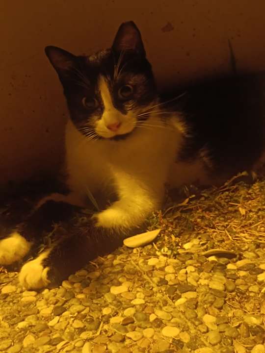 Sonstiges Side Star Elegance