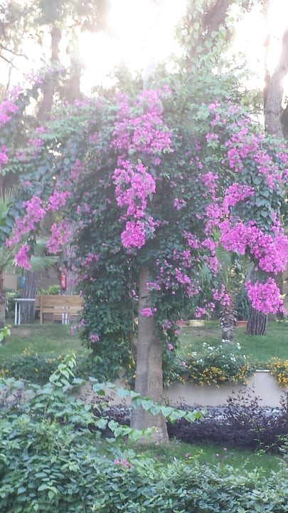 Parkähnliche Hotelanlage Club Sidelya Hotel