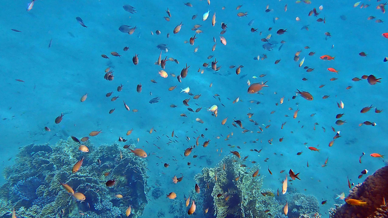 Strand Shams Alam Beach Resort