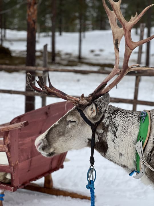 Sport & Freizeit Hotel Iso Syöte