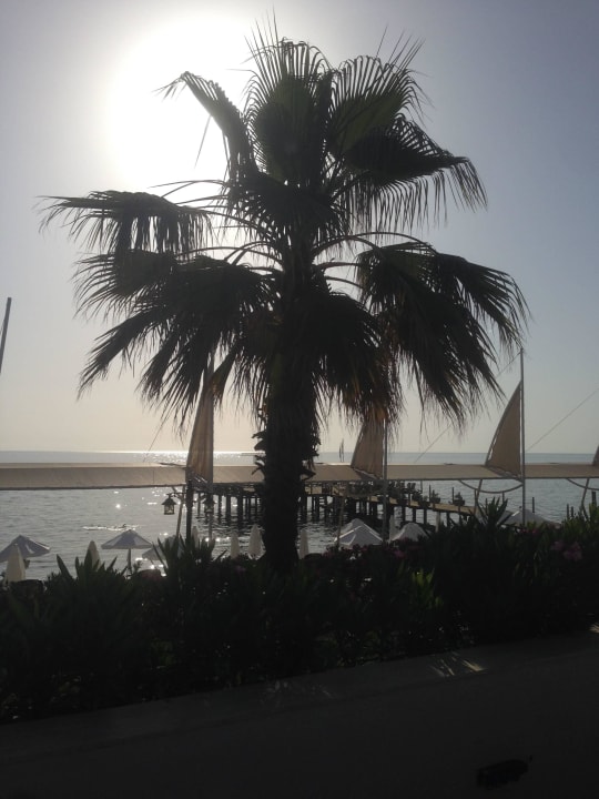 Meerblick Crystal Flora Pearl Collection