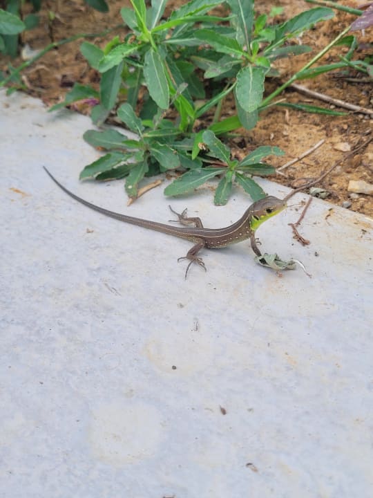 Gartenanlage Anemos Luxury Grand Resort