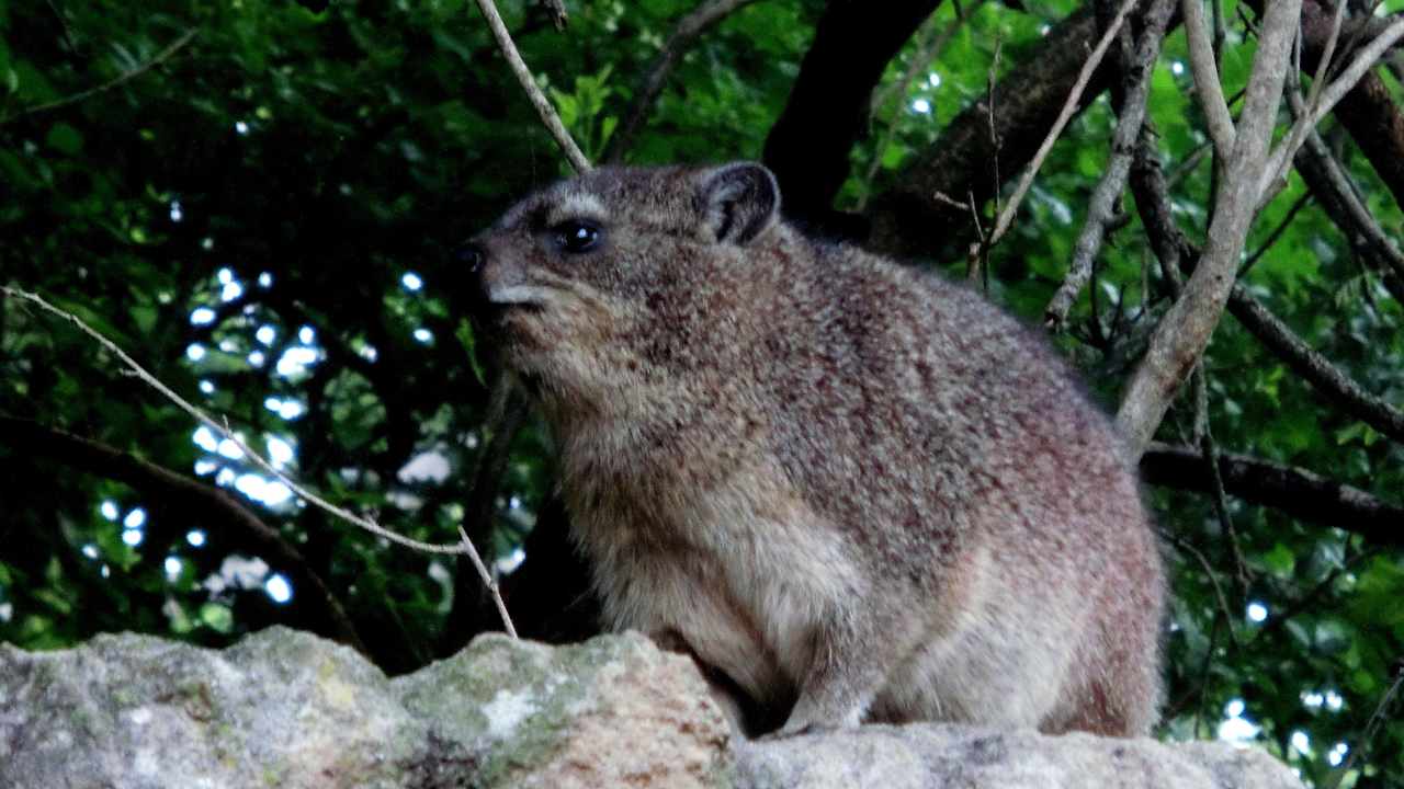 Rock-Dassie am Haupthaus ( Klippschliefer) Ntshondwe Camp