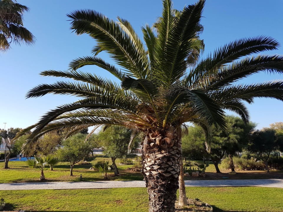 Garten Atlantica Beach Resort Kos