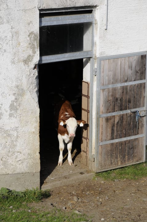 Ein Kälbchen ist geboren Hotel-Pension Ötzmooshof