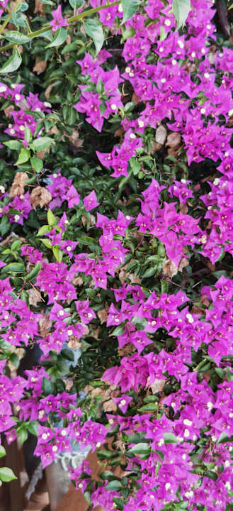 Gartenanlage Aparthotel Ciudad Laurel