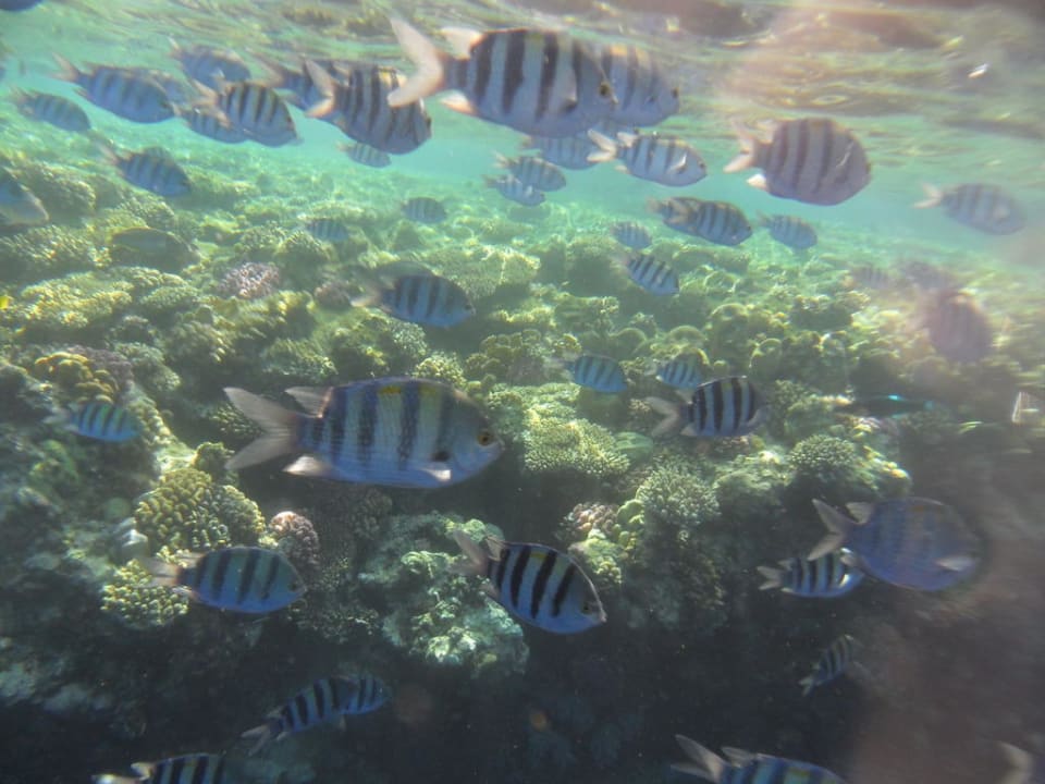 Fische The Grand Hotel Sharm El Sheikh