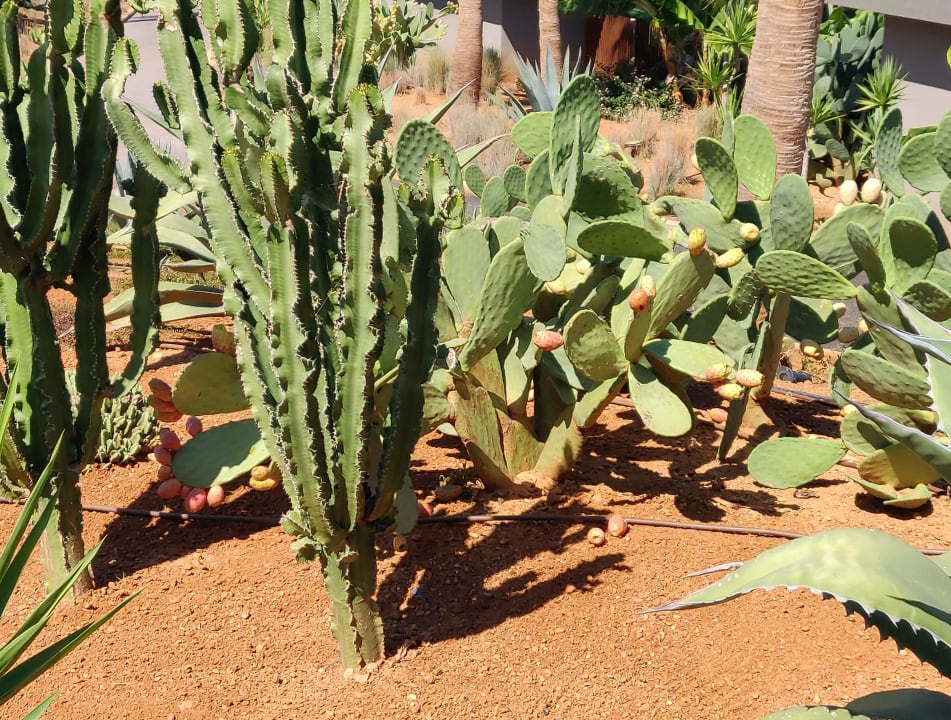 Gartenanlage Domes Zeen Chania, a Luxury Collection Resort, Crete
