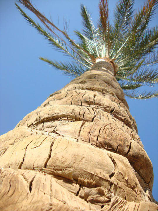 Palm Beach Jaz Makadi Saraya Resort