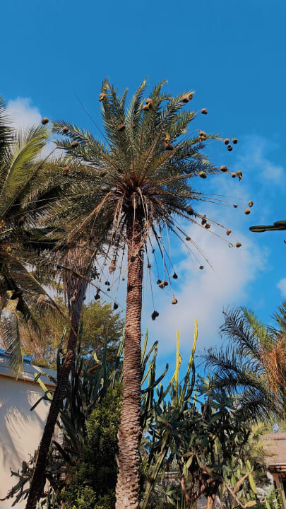 Gartenanlage Lagoon Attitude - Adults only