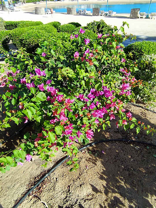 Gartenanlage Mövenpick Resort & Spa El Gouna