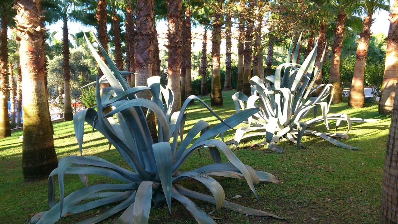 Agaven Hotel Miramare Beach