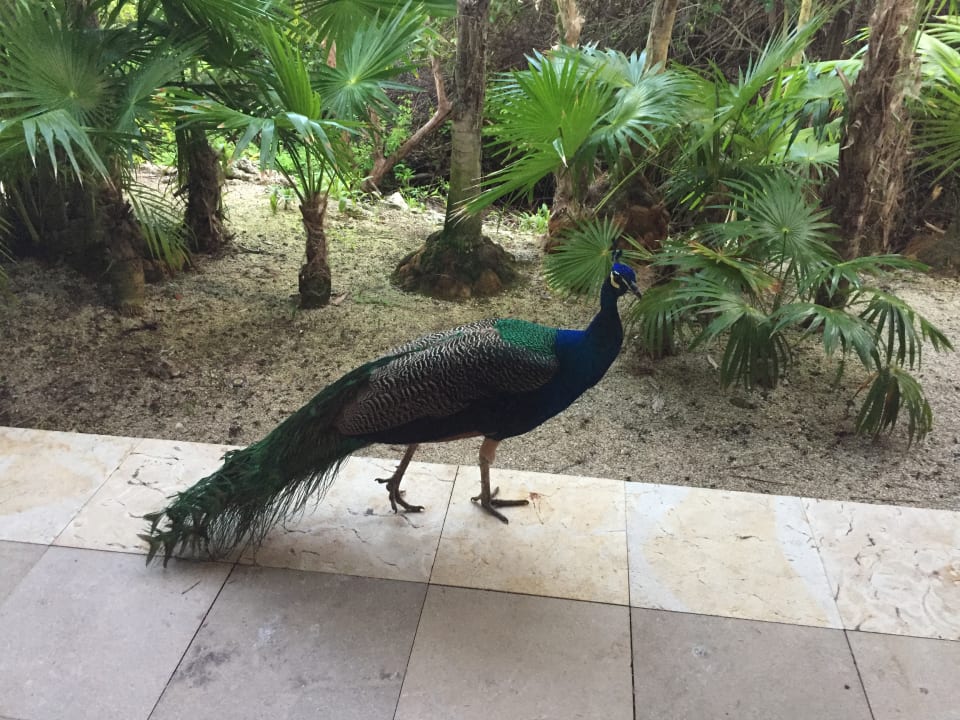 Gartenanlage Iberostar Selection Paraiso Maya Suites