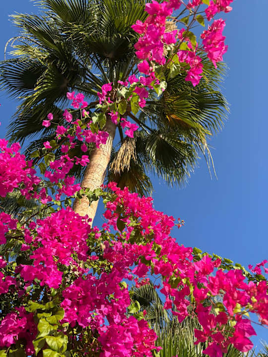 Gartenanlage Hotel Royal Garden Beach