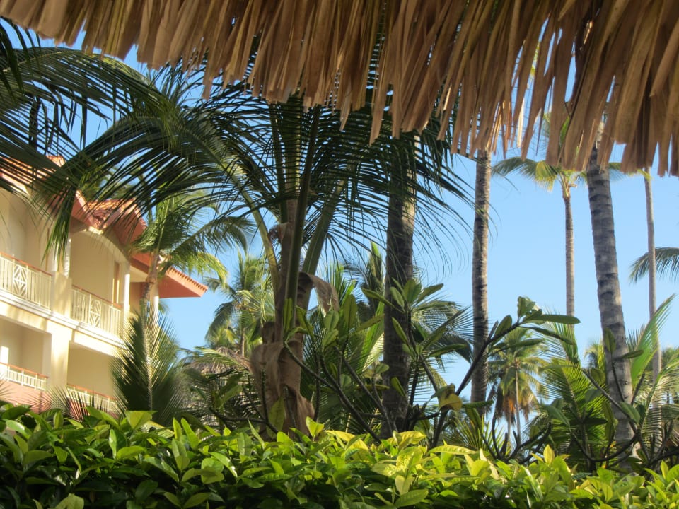 Viel grün in der Anlage Majestic Elegance Punta Cana