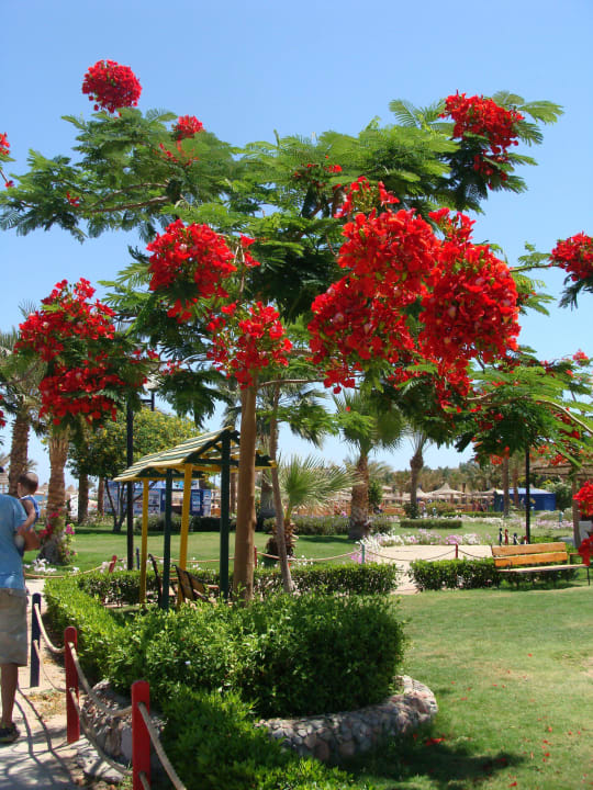 Ogród - garden Desert Rose