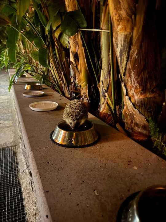 Gartenanlage Arum Barut Collection