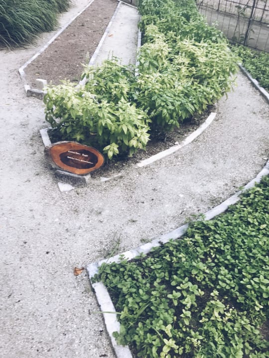 Kräuter, eigener Anbau Adaaran Select Hudhuran Fushi - Premium All Inclusive