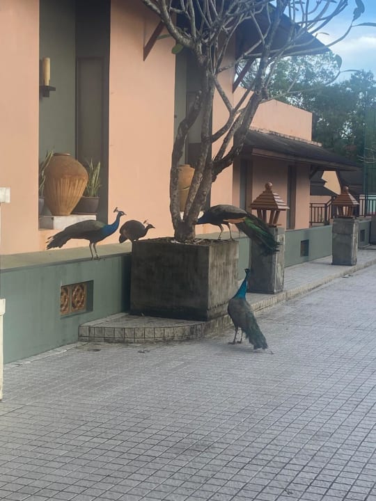 Außenansicht Khao Lak Merlin Resort